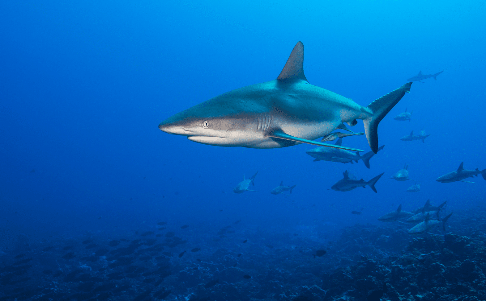 Japón-China-bloquean-iniciativa-internacional-para-evitar-aleteo-de-tiburones-2