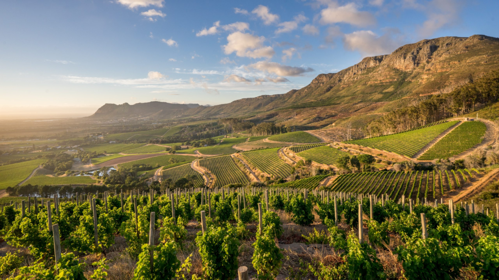 image World's Best Vineyards image 15