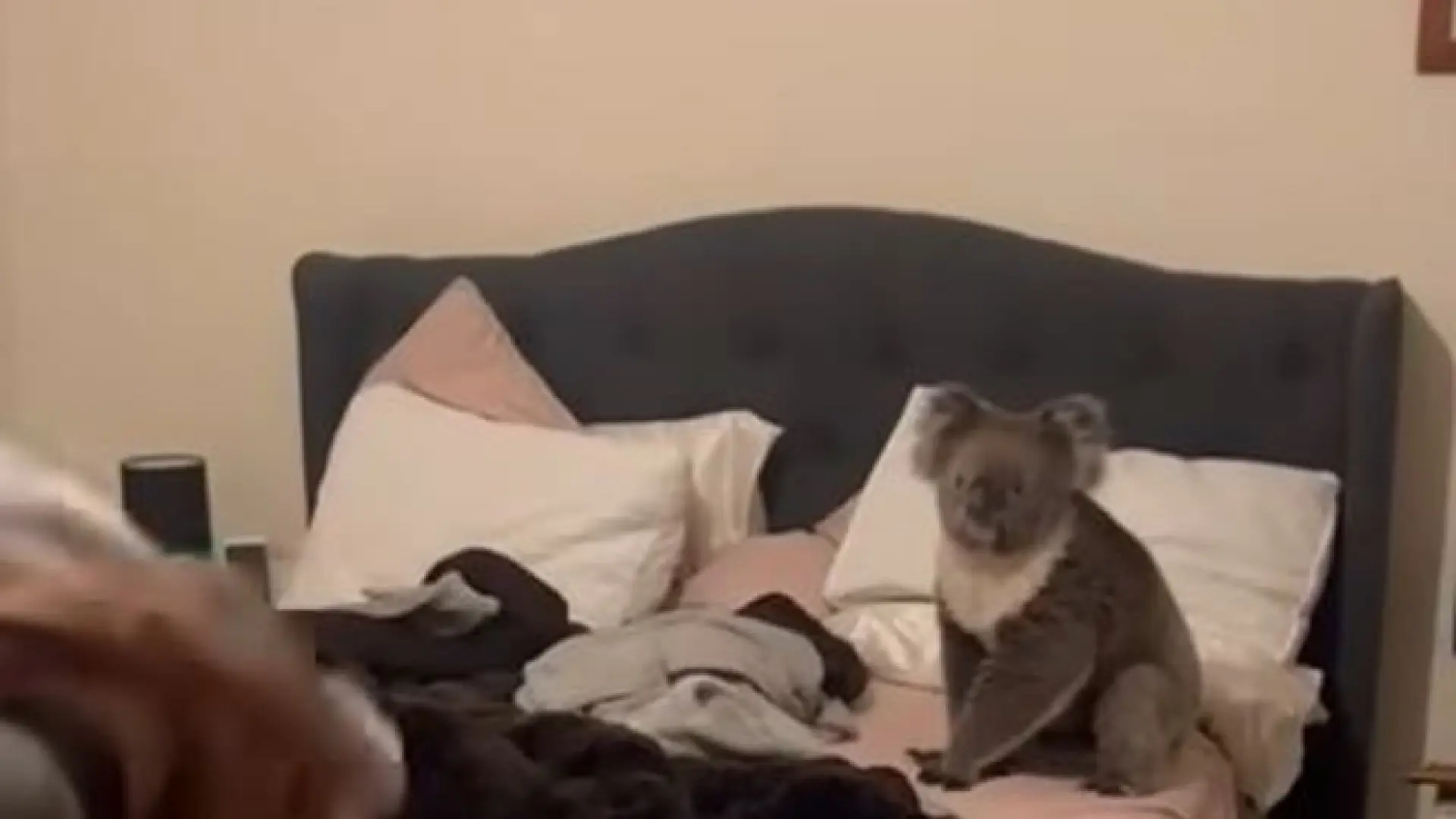 una-pareja-regresa-a-su-casa-y-se-encuentra-a-un-koala-en-su-dormitorio-asi-es-australia