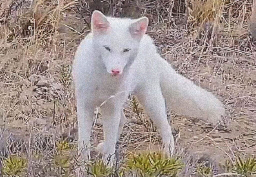 image zorro albino 1