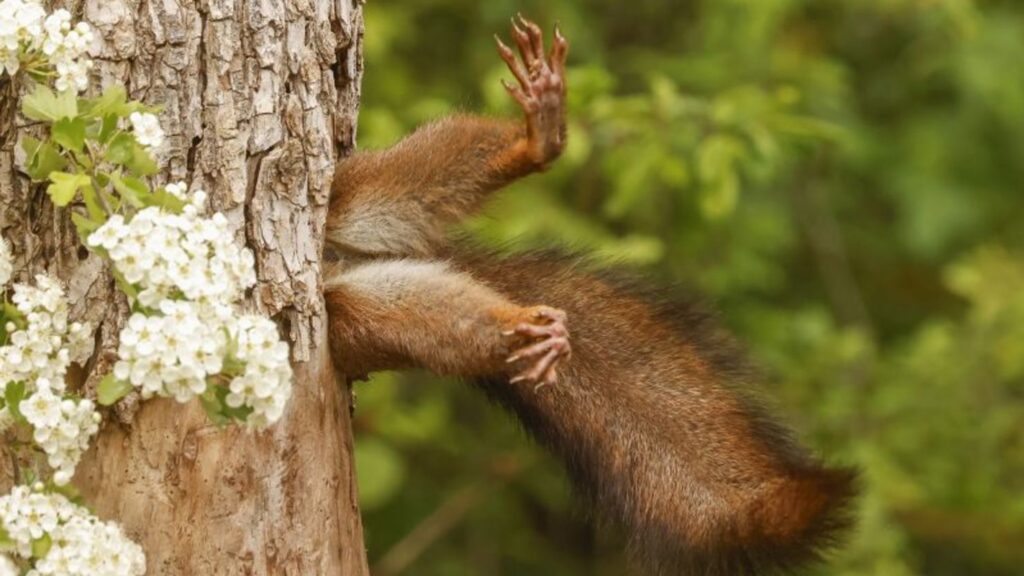 image 1 overall winner and mammal category winner milko marchetti stuck squirrel 20241211204225114 1