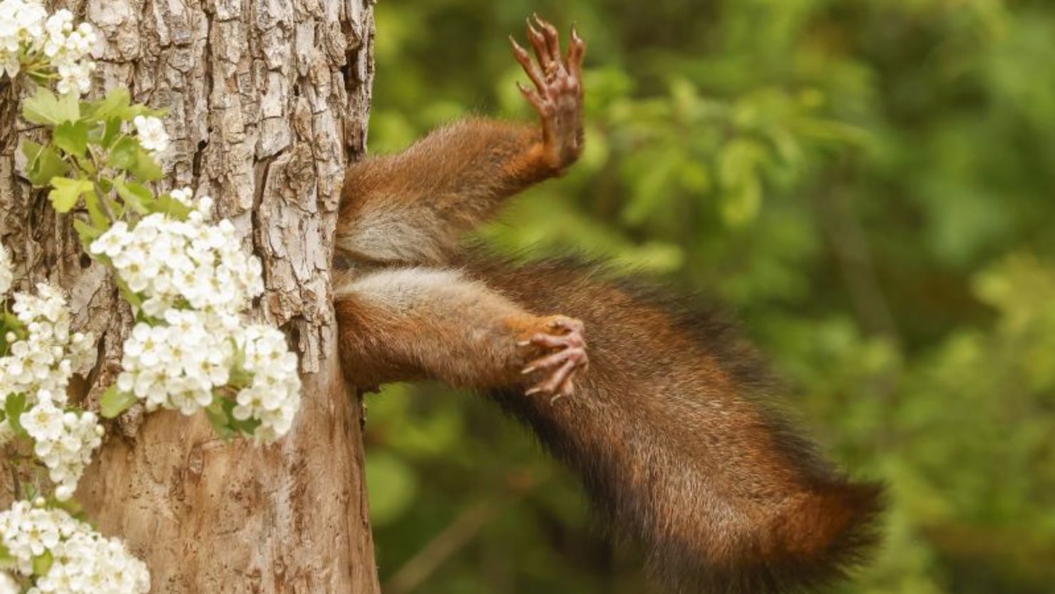 1-overall-winner-and-mammal-category-winner-milko-marchetti-stuck-squirrel-20241211204225114