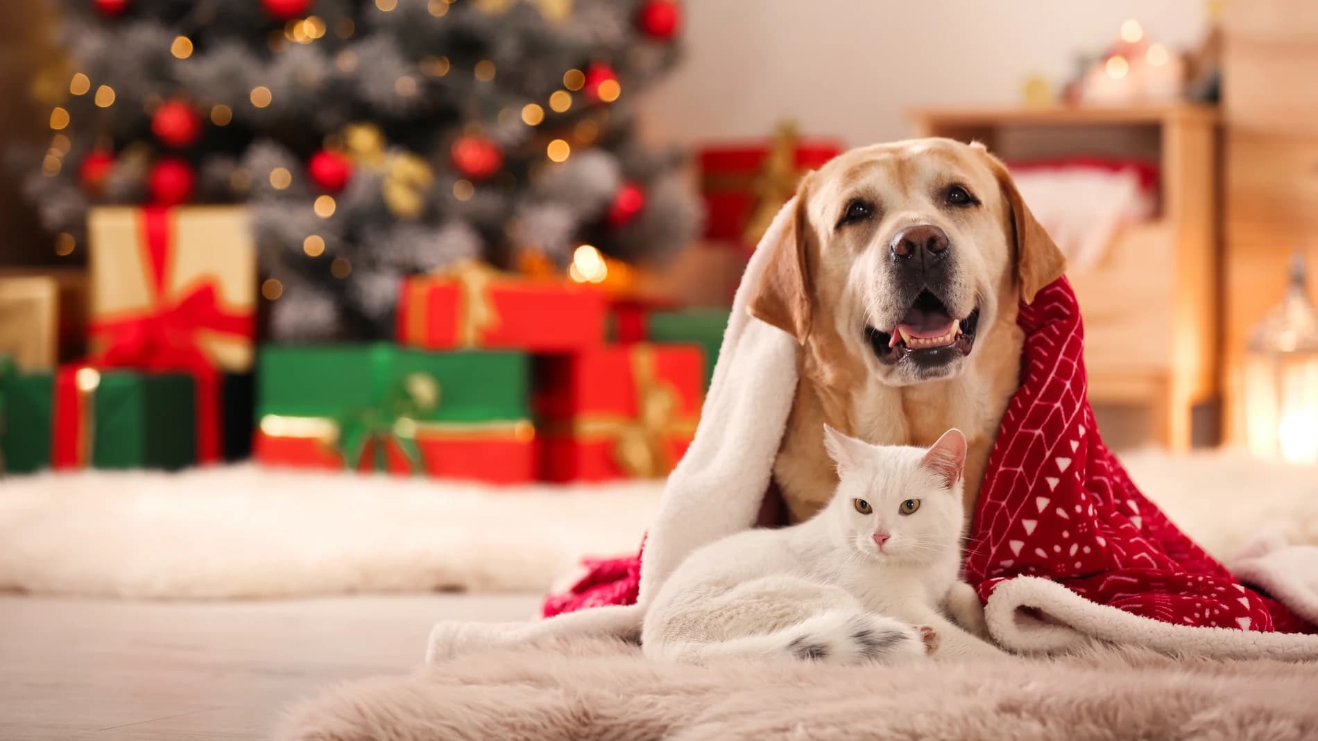 5 peligros para perros y gatos durante Navidad, según una médica veterinaria-1