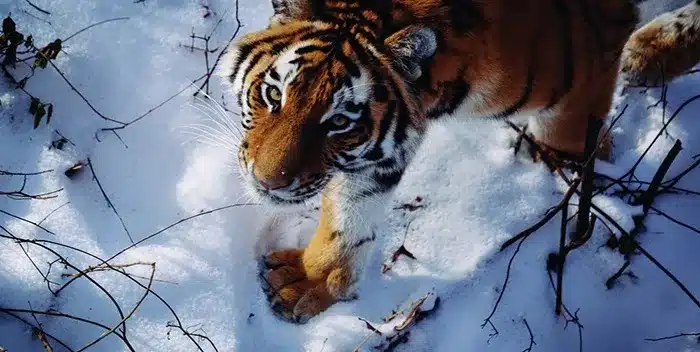 image tigre boris rusia