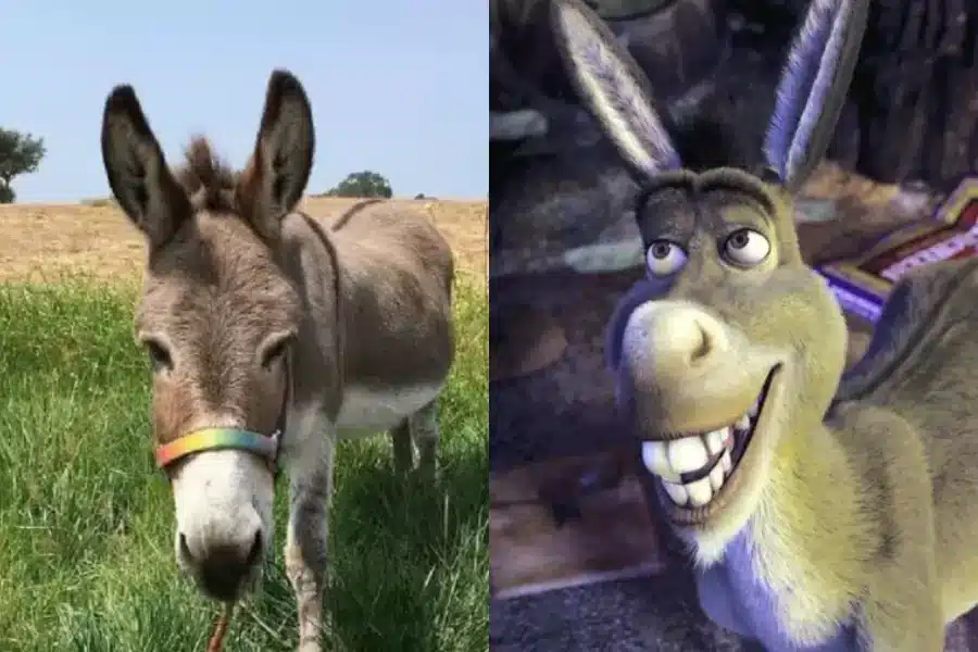 Burro-Perry