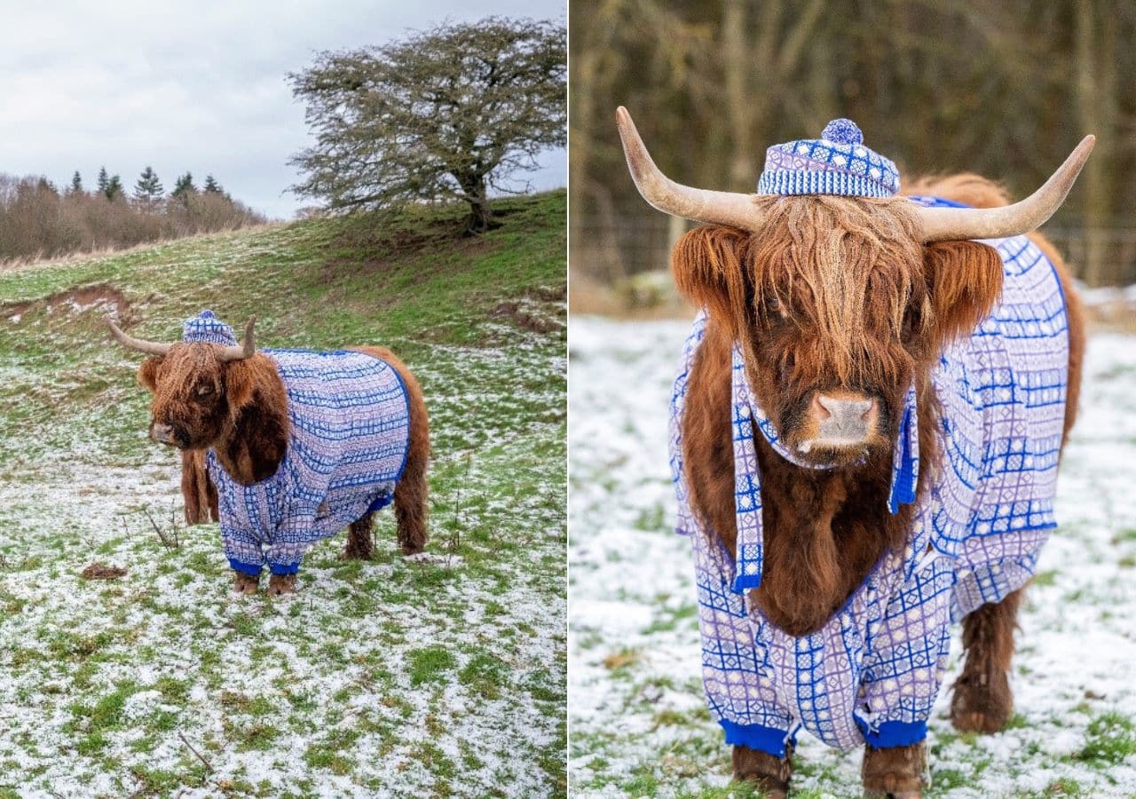 Vacas-en-jerséis-VisitScotland-para-promocionar-turismo-en-Escocia-durante-el-invierno-1