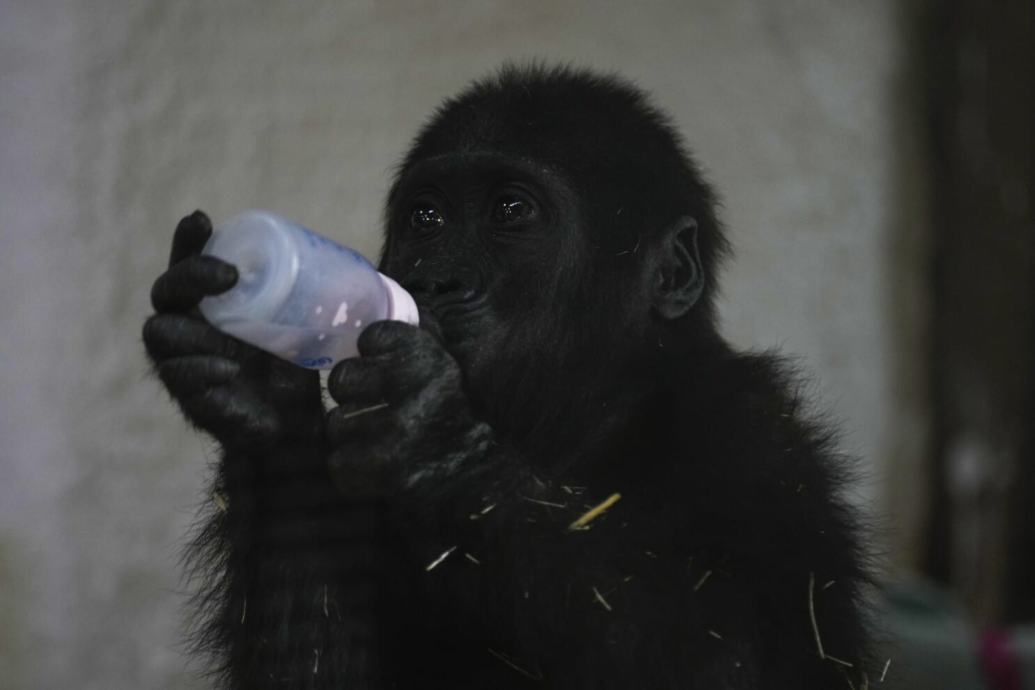 Zeytin, a 5-month-old male gorilla infant who was rescued at Istanbul Airport, drinks milk in a specially created section of a zoo, in Istanbul, Turkey, Sunday, Jan. 12, 2025. (AP Photo/Khalil Hamra)