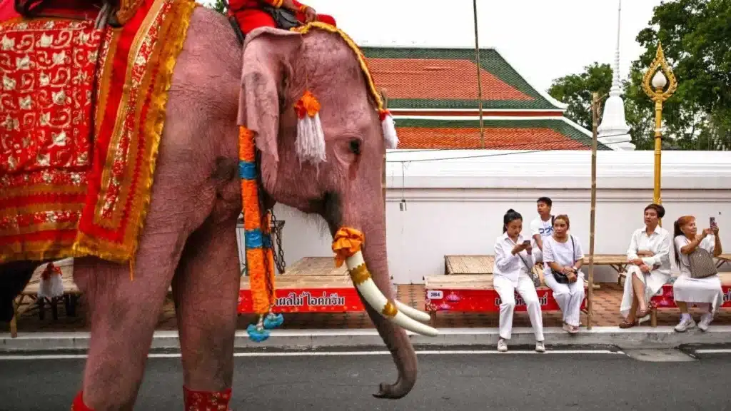 image elefante tailandia koh yao phang ng 59