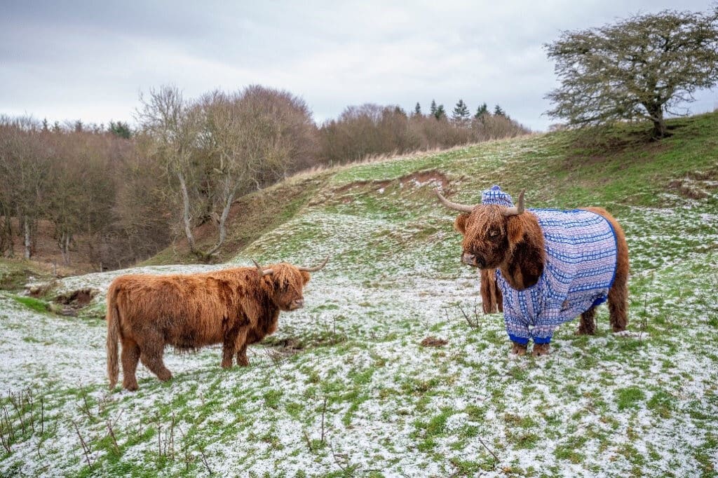 image turismo en Escocia vacas en jerseis visitscotland turismo en escocia 2