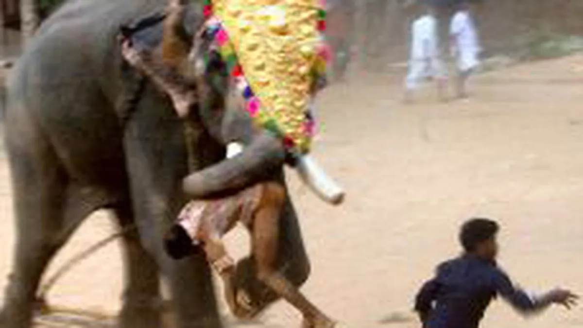 04-23-elefante-matadorjpg