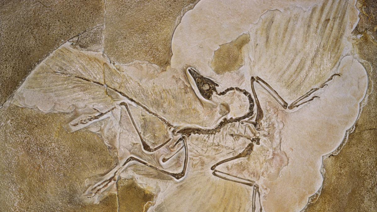 Fosil-descubierto-revela-nuevos-datos-sobre-el-origen-de-las-aves-intriper.jpg