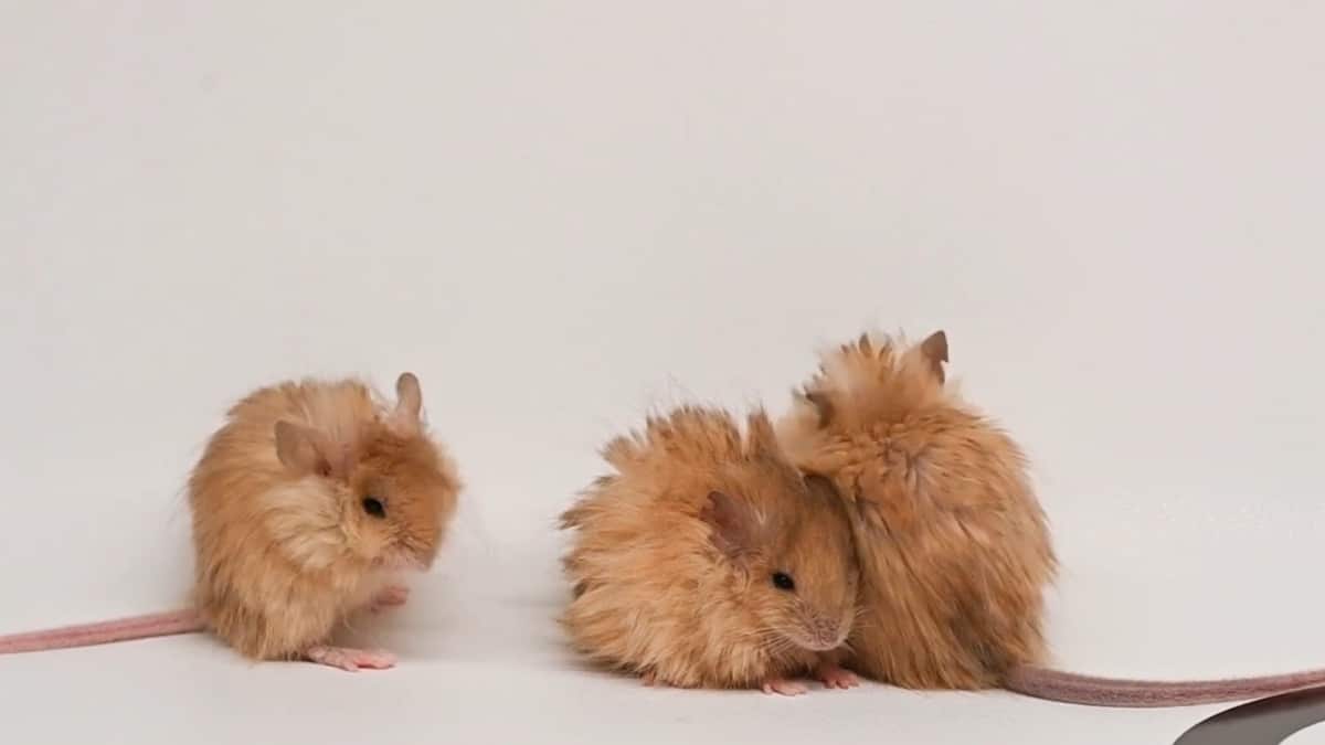 Cientificos-intentan-revivir-al-mamut-pero-crean-un-raton-mutante-intriper.jpg