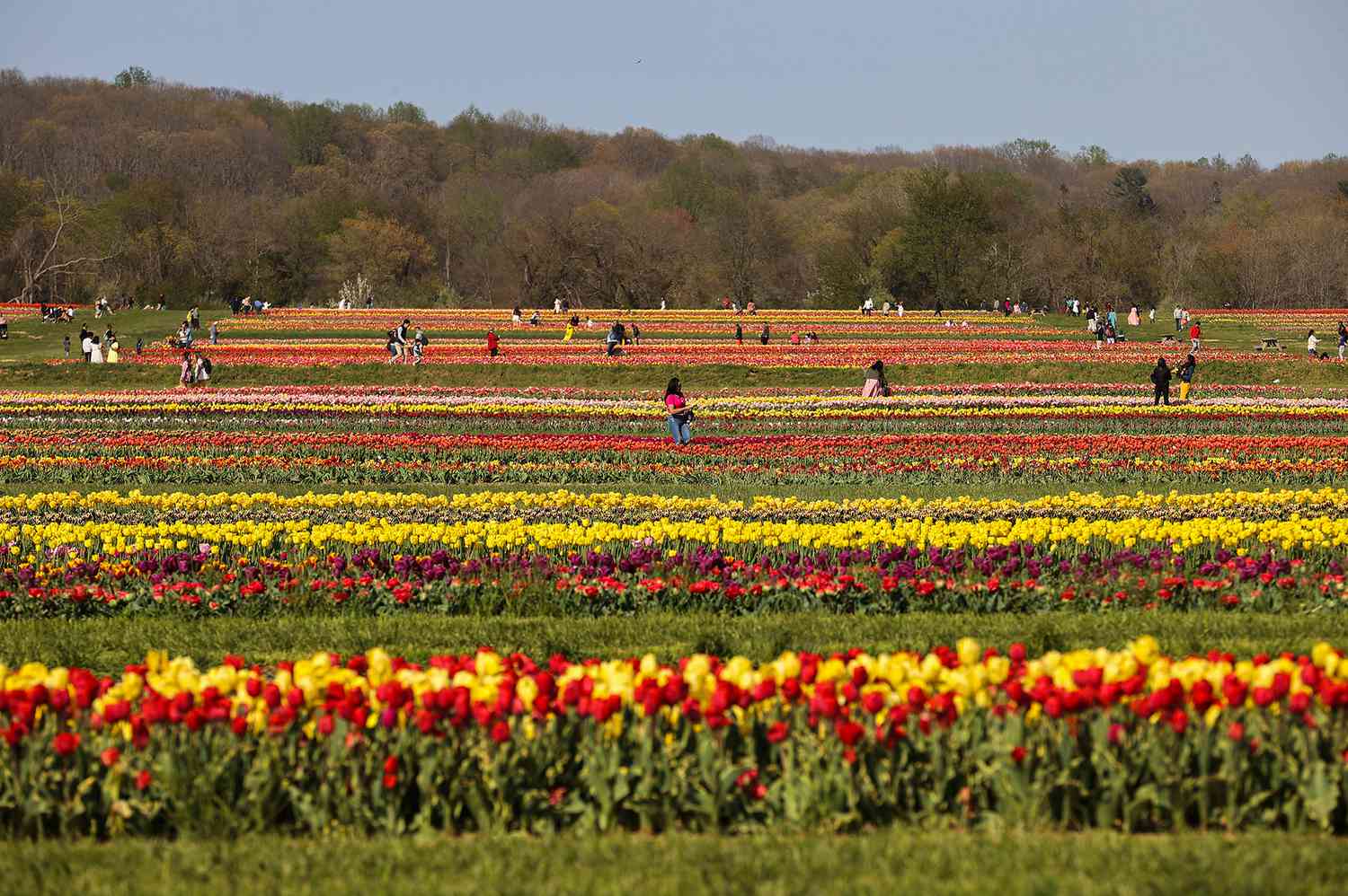 Temporada-de-tulipanes-en-granja-de-Nueva-Jersey-como-en-Holanda-intriper.jpg