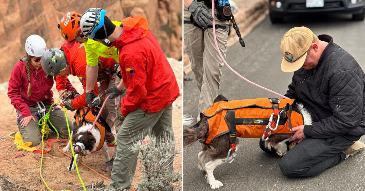 Así fue el impresionante rescate de una cachorra que cayó más de 30 metros en un cañón en Colorado image 67eed2cc0d59007ae302b183