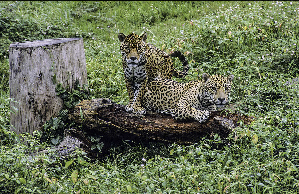 Misiones lanza el primer seguro del mundo para proteger al yaguareté y evitar la caza por represalia image 95b5c13f jaguarete credito jhon novis greenpeace 3 1 1024x667 1