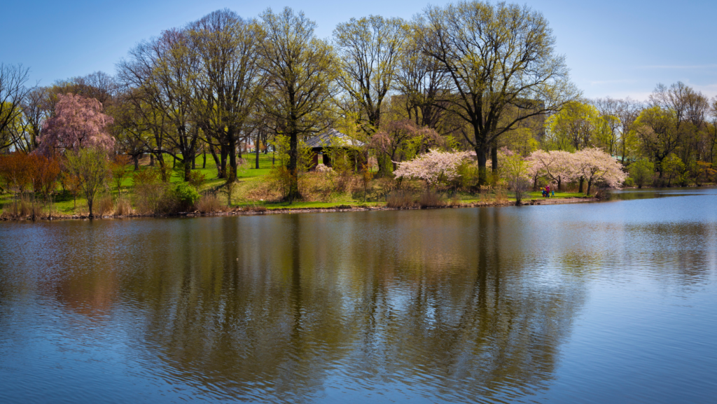 Branch Brook Park: el parque con cerezos en flor más grande de EE.UU. image Branch Brook Park 3