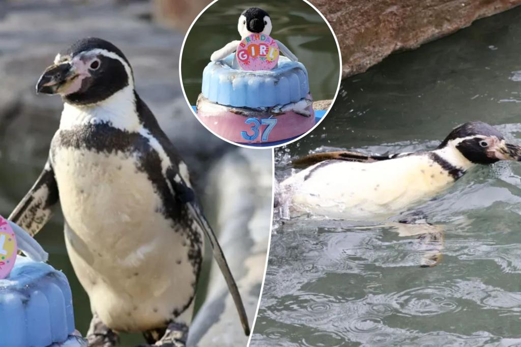 El-pinguino-mas-viejo-del-mundo-celebra-su-cumpleanos-37-con-torta-intriper.jpg