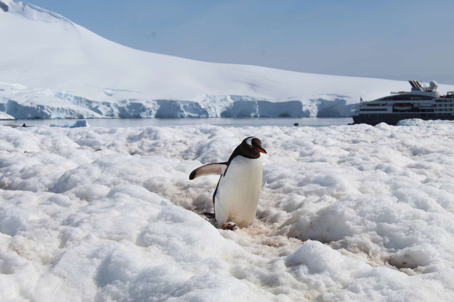 Gana-un-crucero-gratis-a-la-Antartida-con-todo-incluido-intriper.jpg
