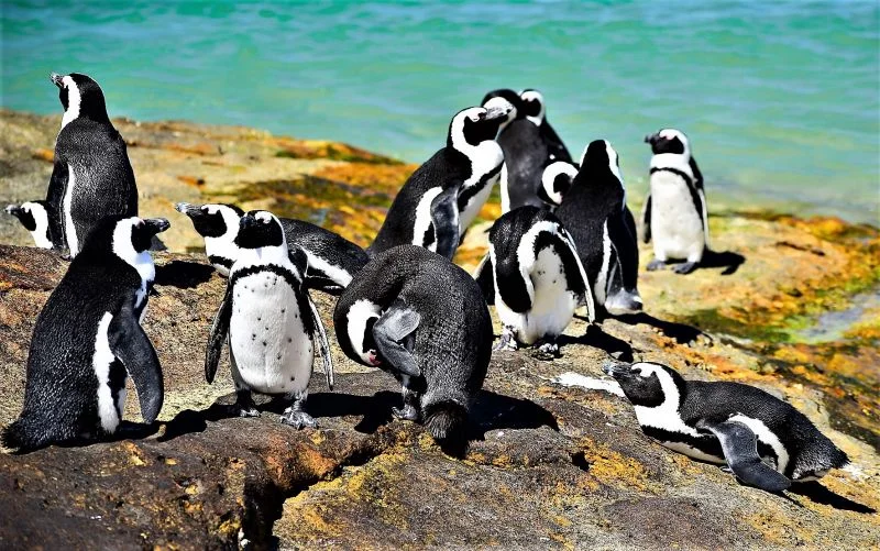 Pinguino-africano