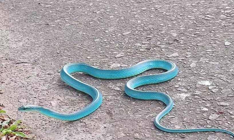 Serpiente-azul-Tiffany-sorprende-a-transeunte-en-carretera-de-Taiwan-intriper.jpg