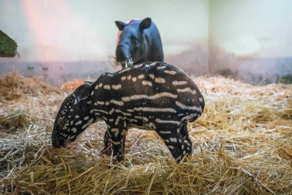 Nace por primera vez en España un tapir malayo, un mamífero en grave peligro de extinción image V77ELU645RFFLIIHUIN4HXNWTA