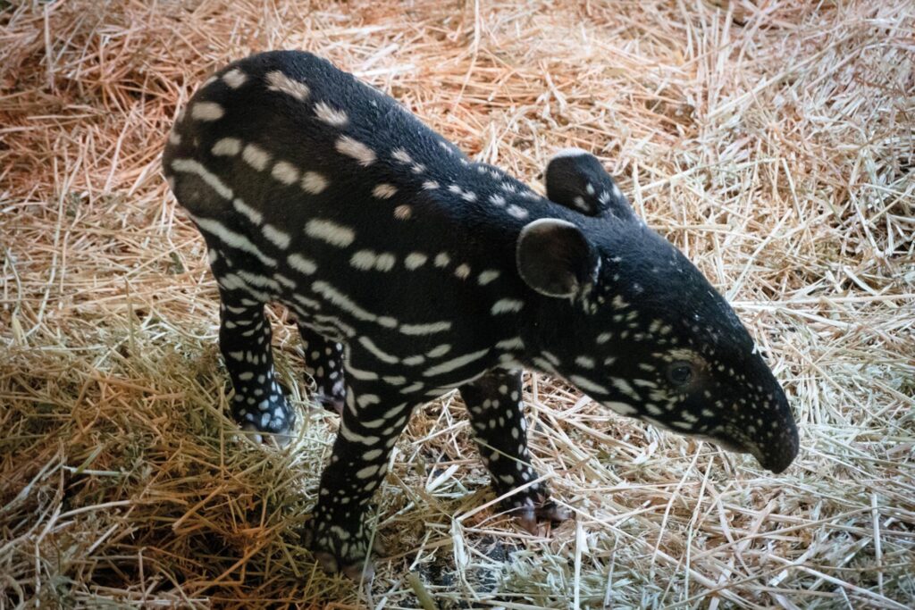 Nace por primera vez en España un tapir malayo, un mamífero en grave peligro de extinción image WXJMS3QDMZEYDO4LBWNOCG5LAE