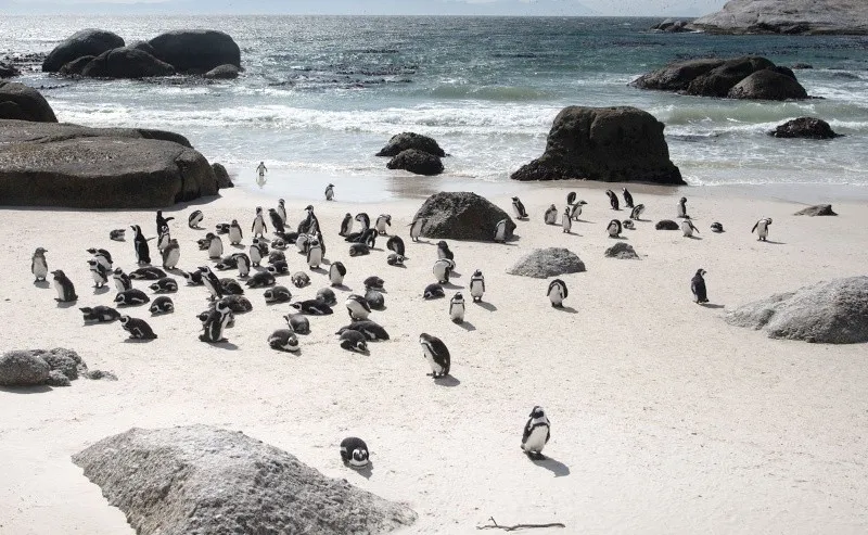 Prohíben la pesca comercial por 10 años para intentar salvar al pingüino africano de la extinción image image 31
