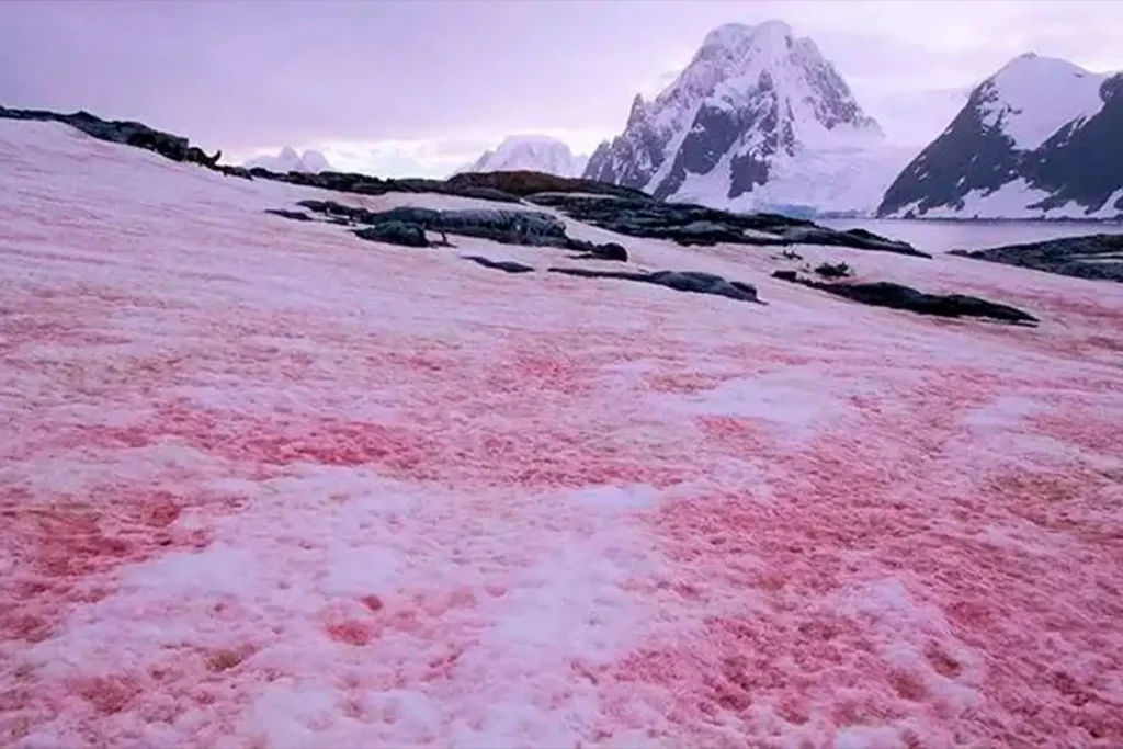Nieve rosa en la Antártida: el fenómeno tan bello como peligroso que preocupa a los científicos image l 1744758160 20543
