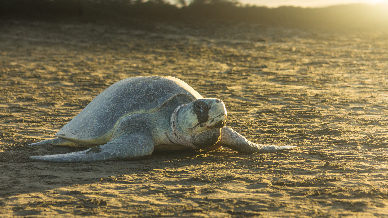 tortugas marinas lora