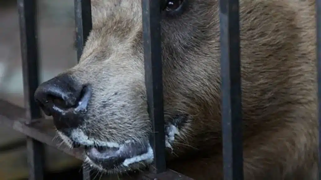 Félix, el oso que pasó 34 años encerrado junto a un restaurante, inicia una nueva vida en libertad image 0018077333jpg