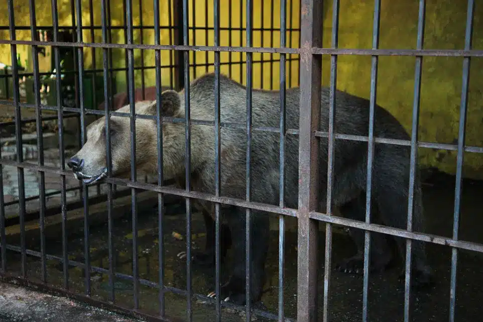 Félix, el oso que pasó 34 años encerrado junto a un restaurante, inicia una nueva vida en libertad image 0018077335
