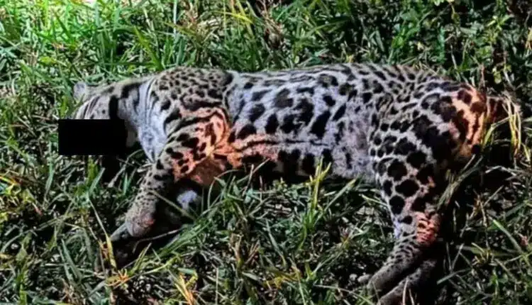 120525jaguatirica-750x430