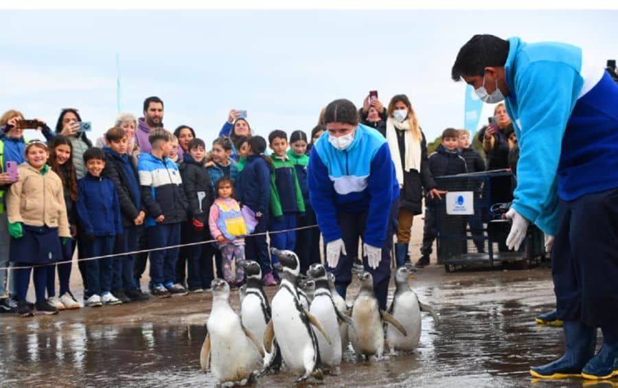 image 2705pinguinos 2030838