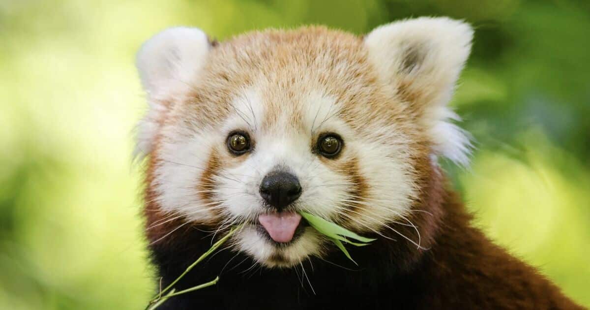 Descubre-cual-es-tu-animal-espiritual-con-este-divertido-test-intriper.jpg