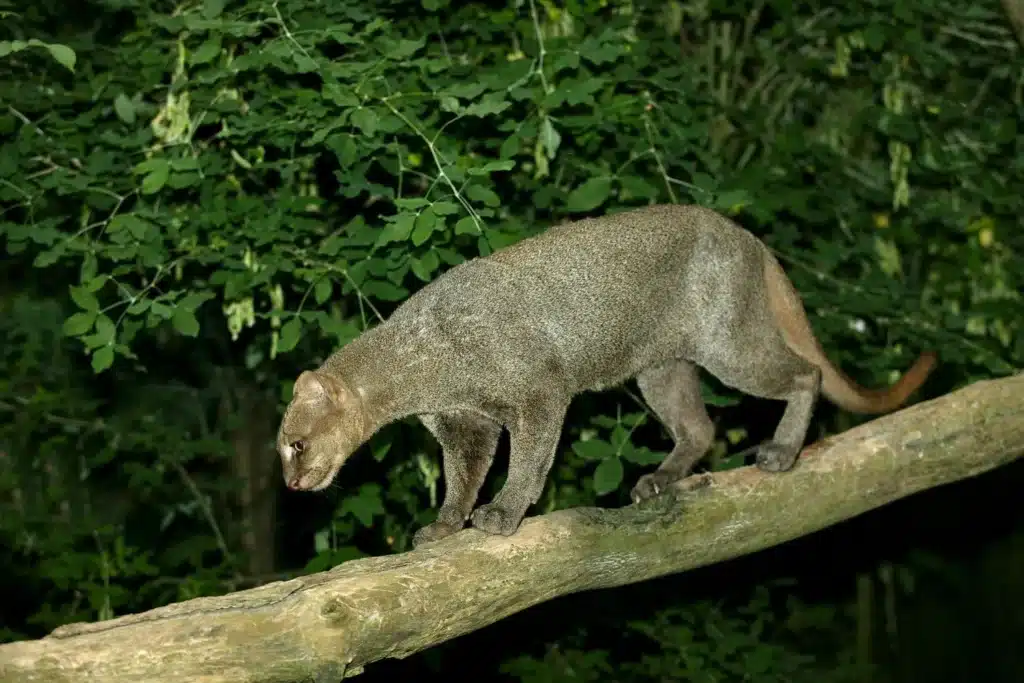 Después de 40 años, reaparece en Texas un felino que se creía extinto image Diseno sin titulo 86 5