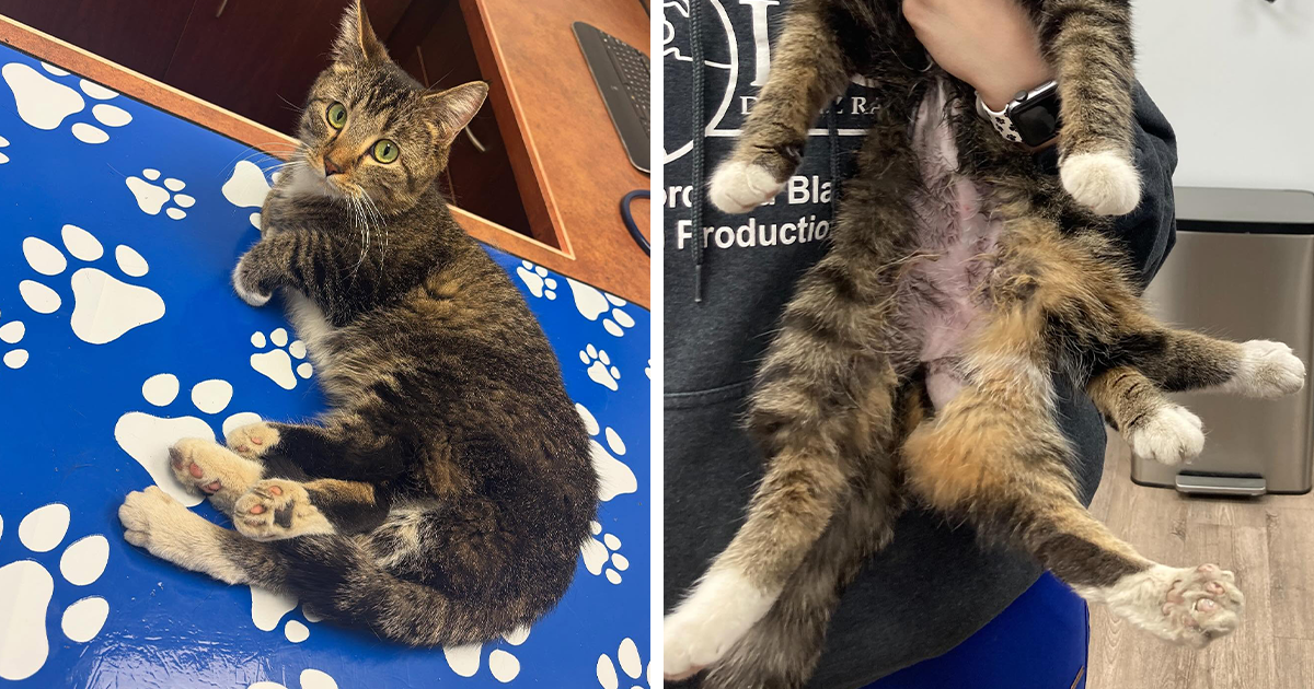 Gatito-con-seis-patas-se-recupera-tras-cirugia-que-cambio-su-vida-intriper.jpg