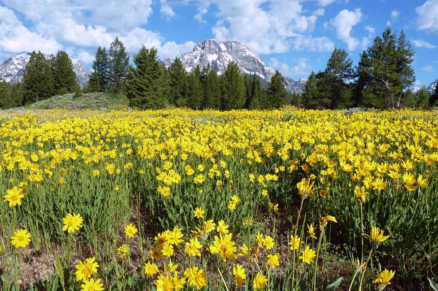 Los-mejores-lugares-para-ver-flores-silvestres-en-verano-en-Colorado-intriper.jpg