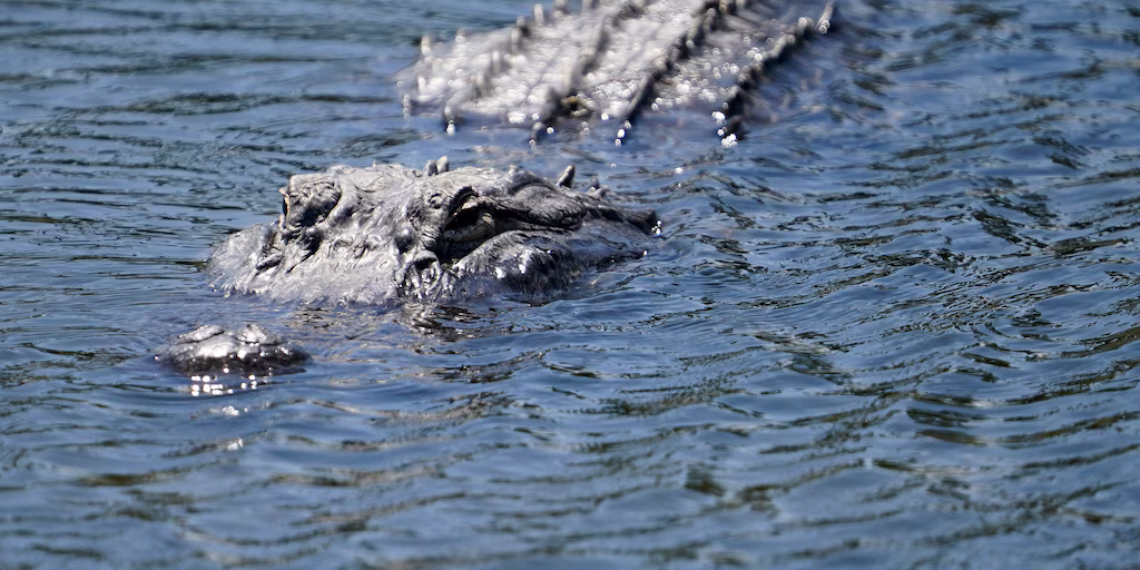 Un kayakista muere tras ser atacado por un caimán en el Parque Estatal Lake Kissimmee image UJBV34DUX6O5LFXMWSTAPQWYWY 1