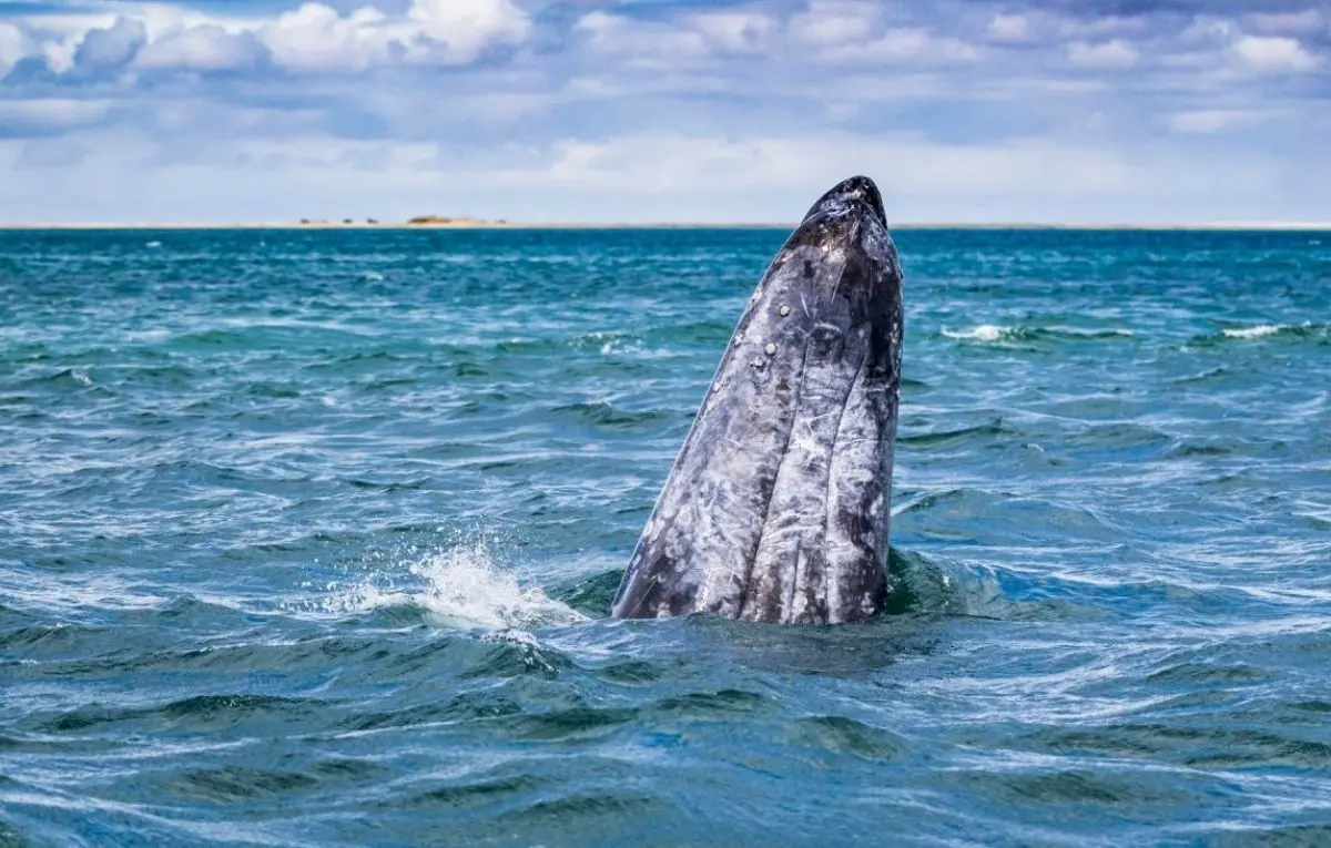 avistamiento_de_ballenas_grises_descubre_los_lugares_donde_verlas_en_baja_california_sur-focus-0-0-1200-600
