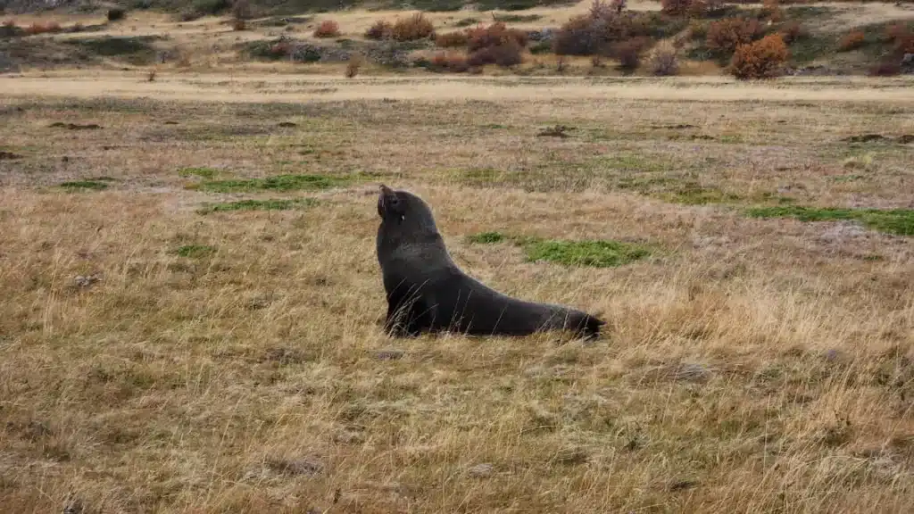 Turistas graban a un lobo marino a 50 km de la costa en Torres del Paine y expertos investigan el fenómeno image multimedia.normal.b28c783a09ab9a50.bm9ybWFsLndlYnA