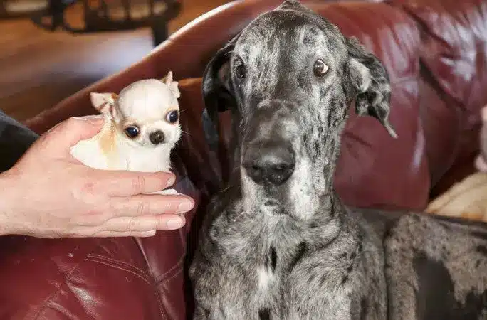 image tallest smallest dogs pearl reggie faces closeup 1