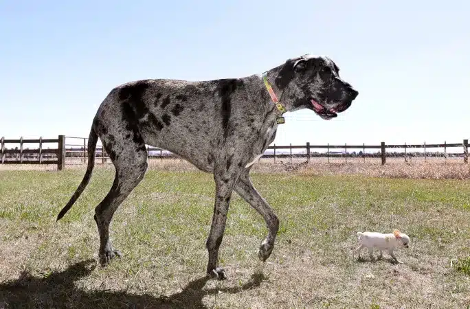 image tallest smallest dogs reggie pearl walking outside