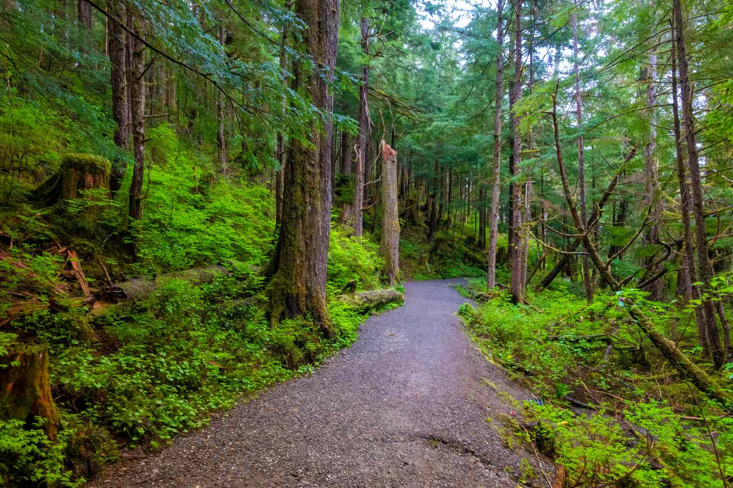 Explora-el-bosque-templado-mas-grande-del-mundo-en-Alaska-intriper.jpg