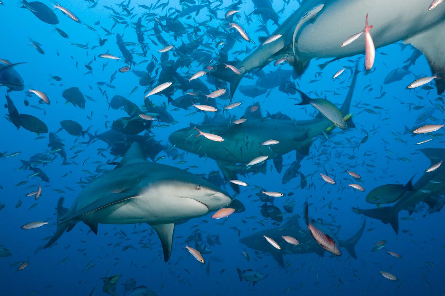 Mejor-destino-del-mundo-para-ver-tiburones-en-aguas-cristalinas-intriper.jpg