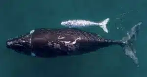 image acciones para salvar el Amazonas ballenas crias 1024x564 1