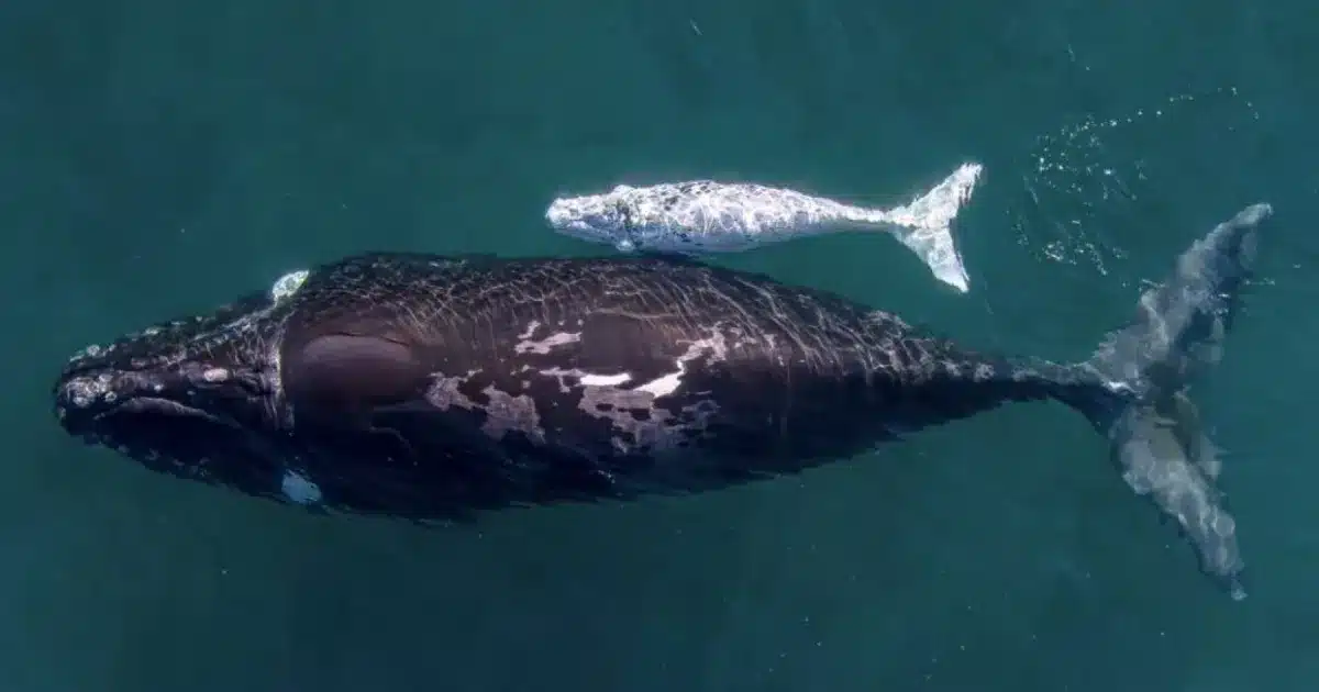 ballenas-crias-1024x564-1