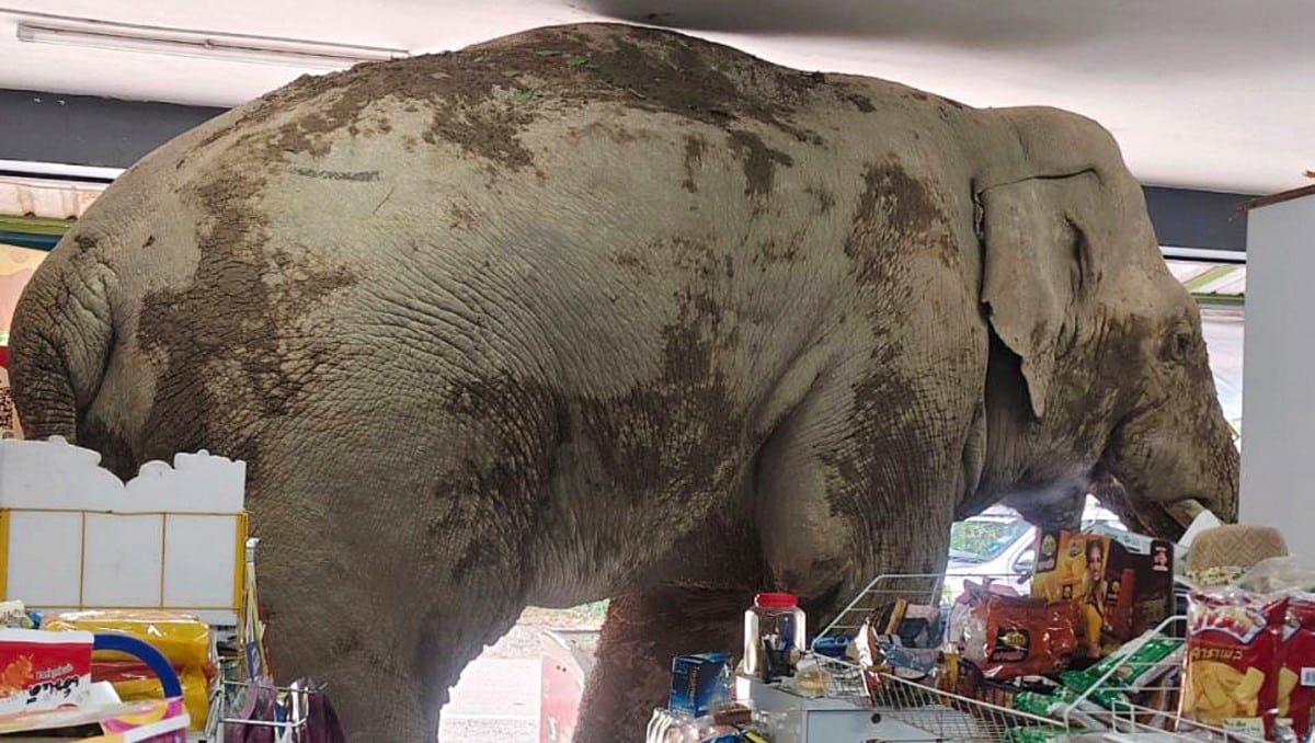 elefante-macho-llamado-plai-biang