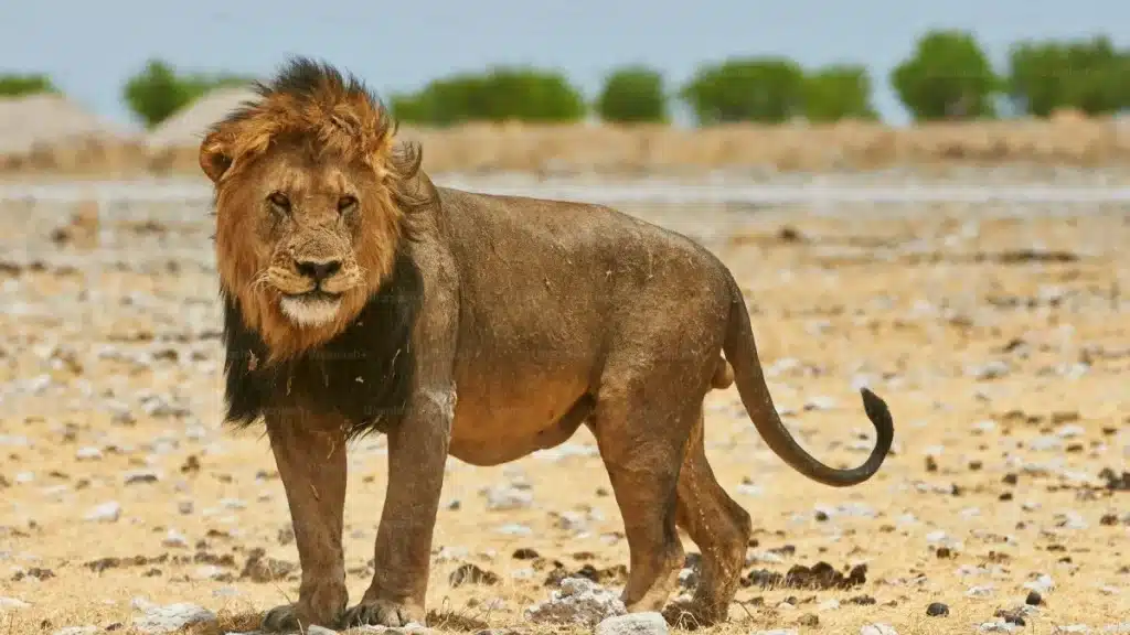 Tragedia en un safari de lujo en Namibia: un león mató a un turista que salió de su carpa para ir al baño image leon namibiaaajpg