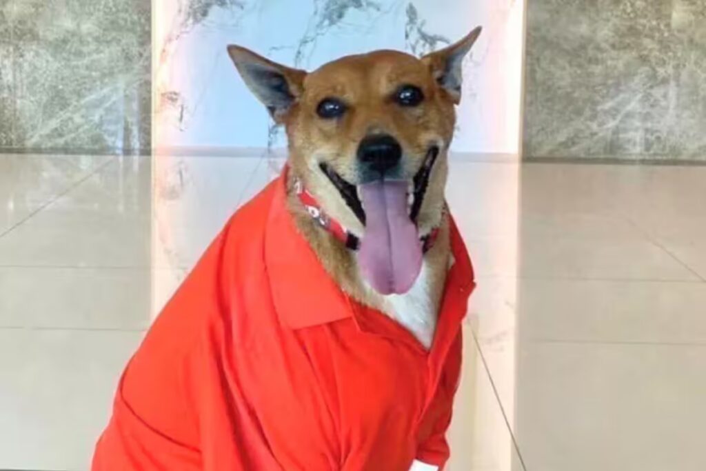 Moo Dang, la perrita tailandesa que esperó durante meses a su humano… hasta que una princesa cambió su destino image moo daeng se quedo todos los dias en la puerta de ZNTHOOSQSVEEXHRIMPJ5CS3RL4 1