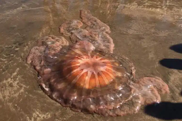 Aparece una medusa tóxica de más de 1,5 metros en una playa turística y emiten alerta para bañistas image 1348910jpg 1